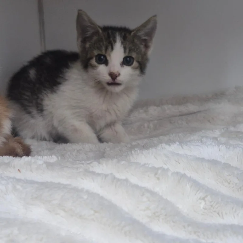 A baby small-sized female Domestic Short Hair cat named Clawdeen for adoption in Newark, NJ