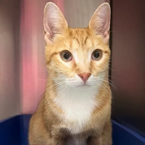 An adult medium-sized male Orange / Red Domestic Short Hair cat named Stitch for adoption in Lake Panasoffkee, FL