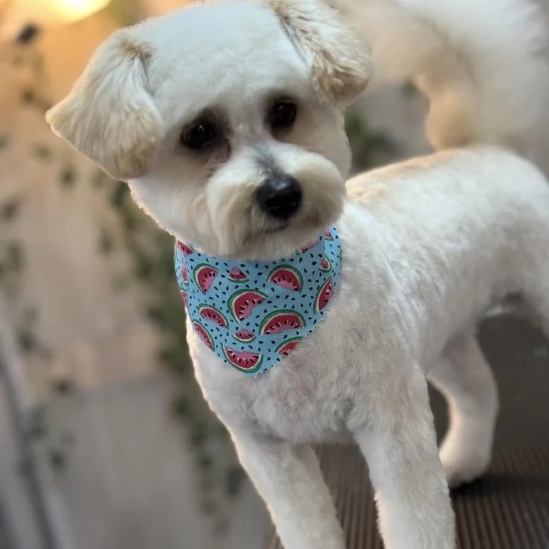 A young small-sized female White / Cream Pomeranian dog named Bailey for adoption in Peachtree City, GA
