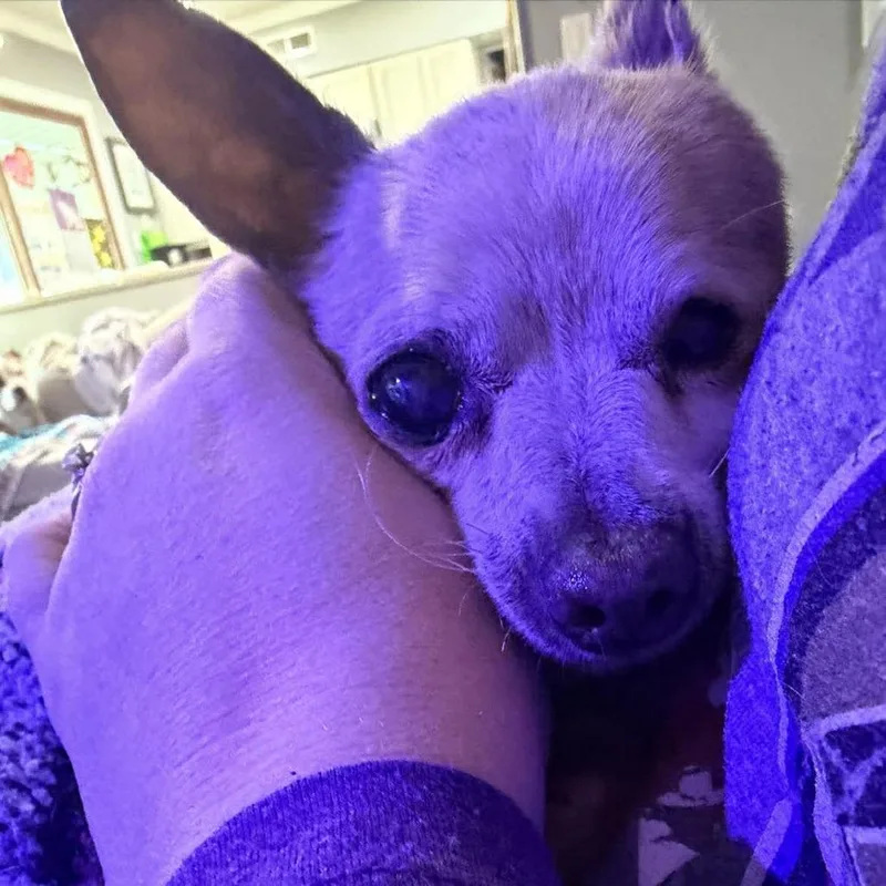 A senior small-sized male Yellow / Tan / Blond / Fawn Chihuahua dog named Winston for adoption in Chantilly, VA