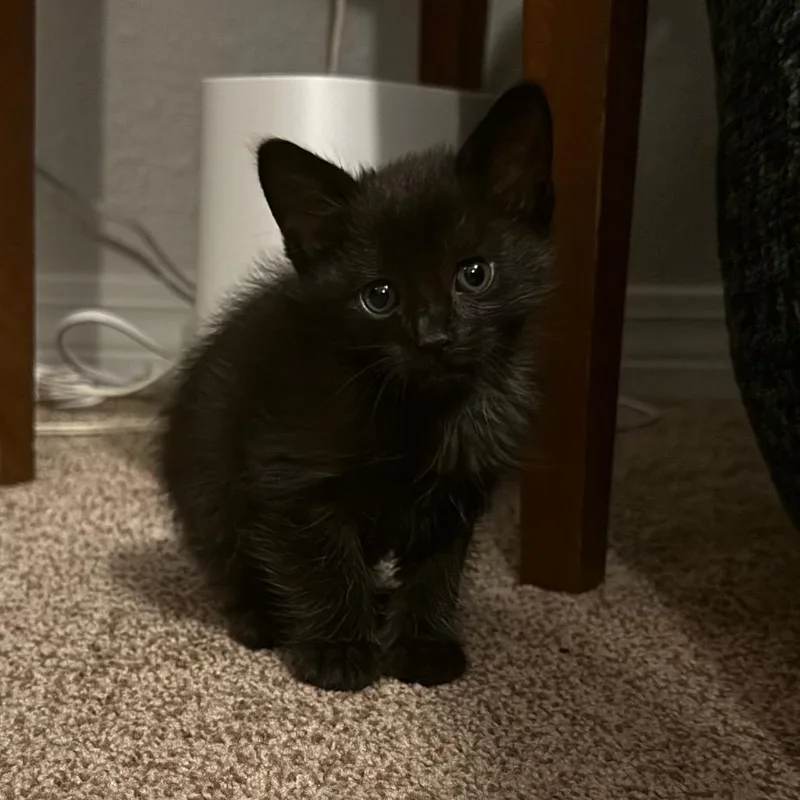 A baby small-sized male Domestic Short Hair cat named Fun Guy for adoption in Pensacola, FL
