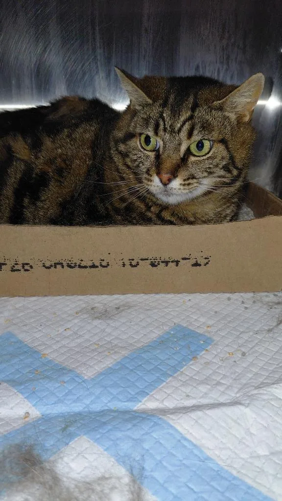 An adult medium-sized male Domestic Short Hair cat named Rylo for adoption in Cincinnati, OH