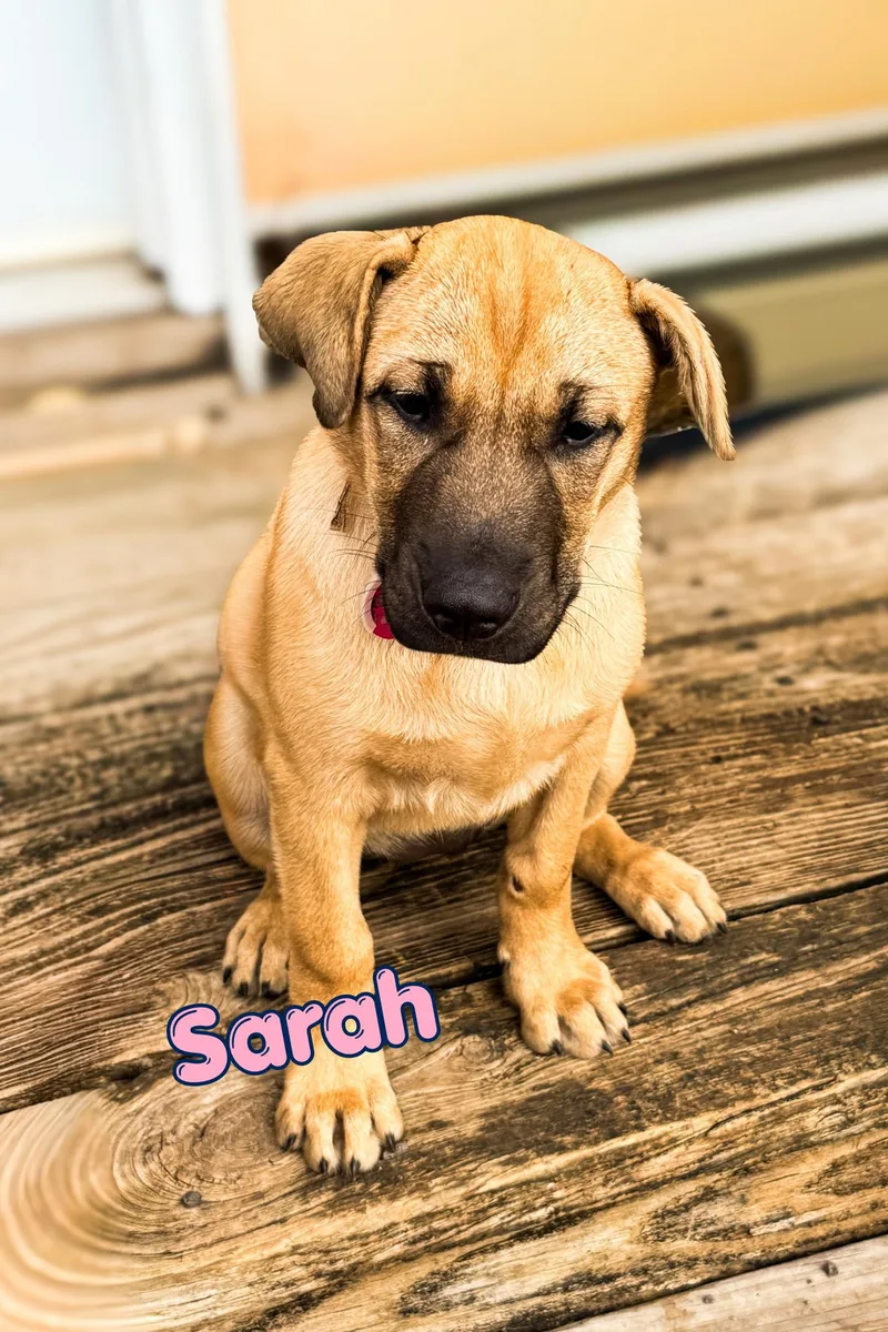 A baby large-sized female Shar-Pei dog named Sarah for adoption in Branson, MO