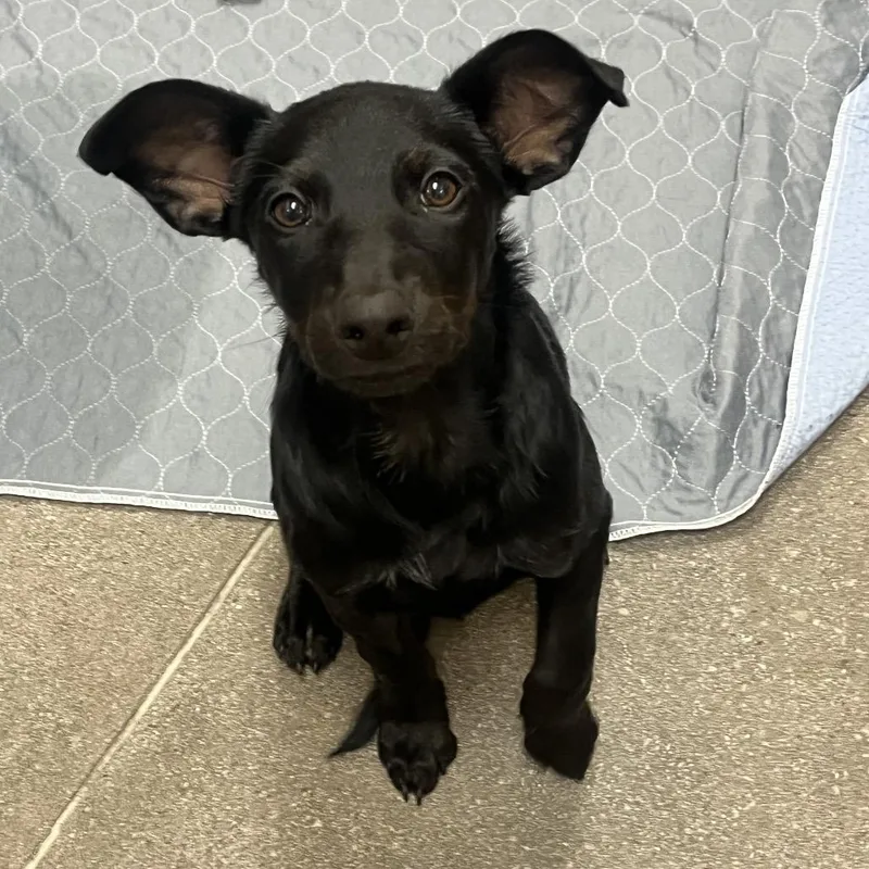 A baby medium-sized female Black Labrador Retriever dog named Spice for adoption in Las Vegas, NV