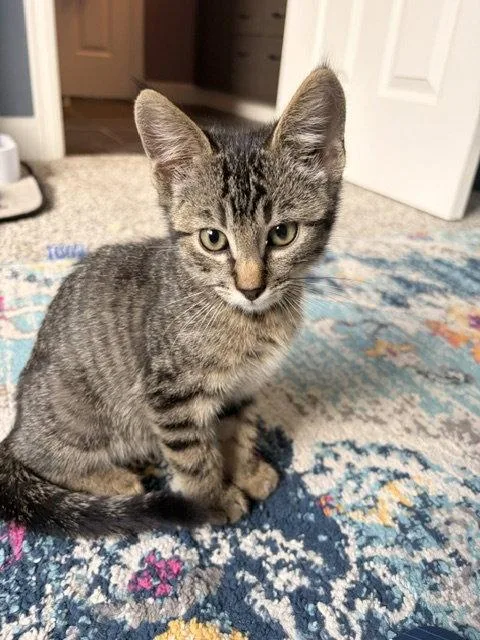 A young medium-sized male Domestic Short Hair cat named Dr. Robert F. Thomas for adoption in Aurora, CO