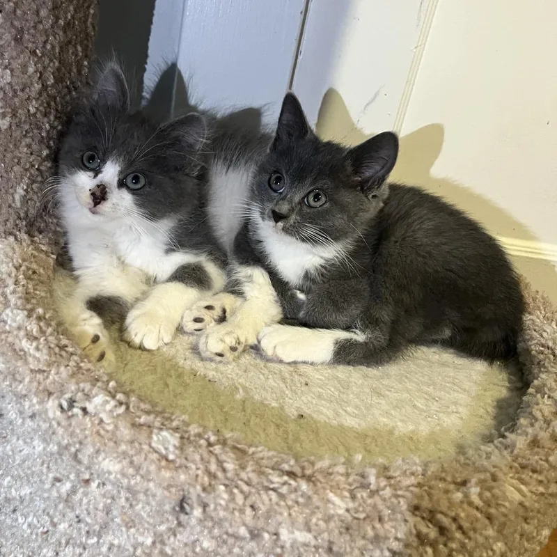 A baby small-sized male Gray / Blue / Silver Domestic Long Hair cat named Lightning for adoption in Fairfax Station, VA