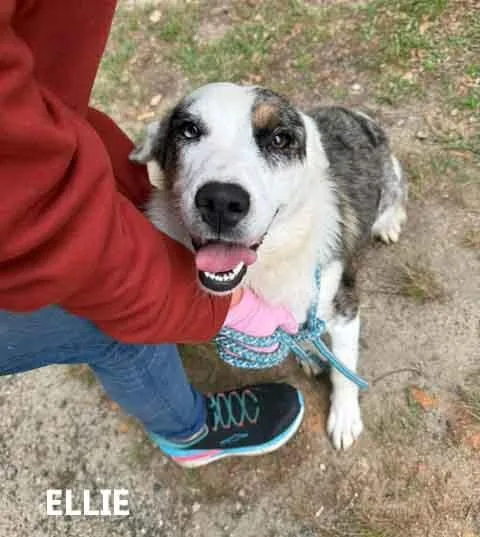 An adult medium-sized female Merle (Blue) Australian Shepherd dog named Ellie for adoption in Washington, GA