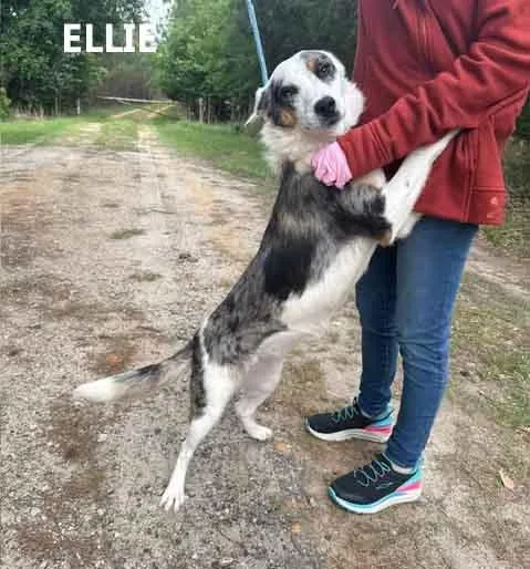 Ellie thumbnail 3