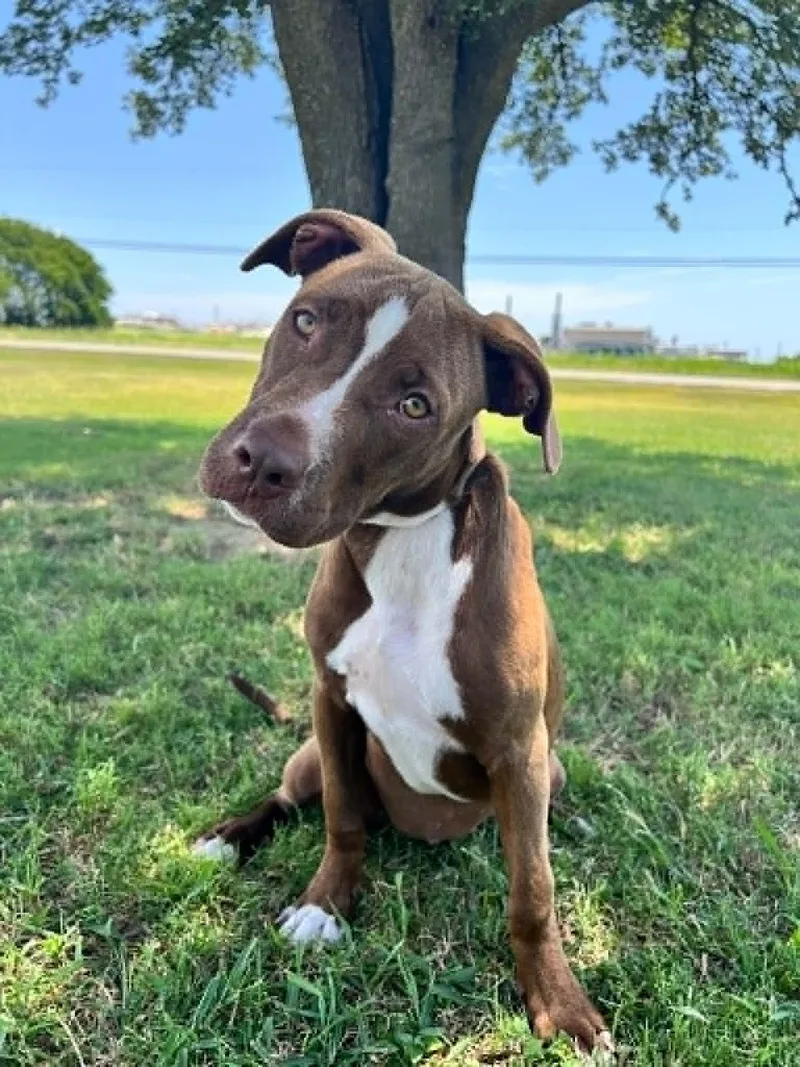 A young medium-sized female Brown / Chocolate Labrador Retriever dog named Snickers for adoption in Cleburne, TX