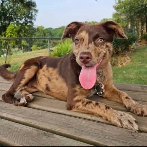 A young medium-sized female Catahoula Leopard Dog dog named Dosia for adoption in Chelmsford, MA