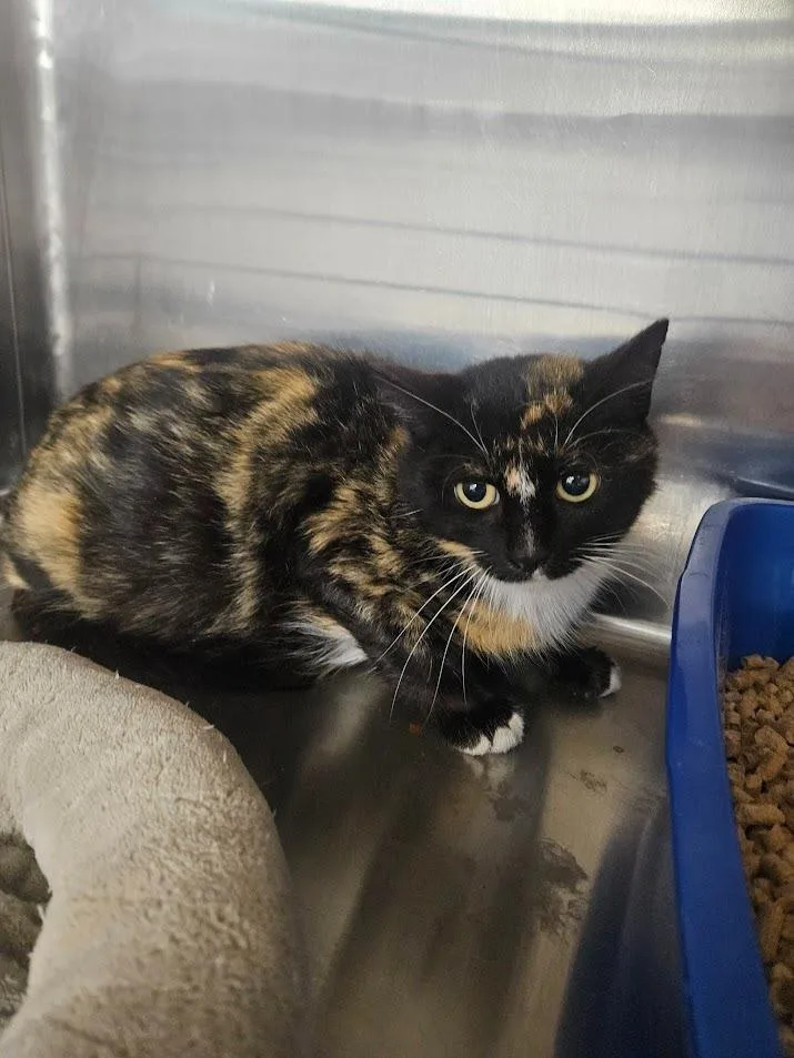 A young medium-sized female Domestic Short Hair cat named Winnie for adoption in Maryville, TN
