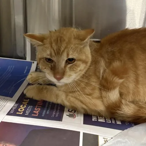 An adult medium-sized male Domestic Short Hair cat named Murphy for adoption in Pensacola, FL