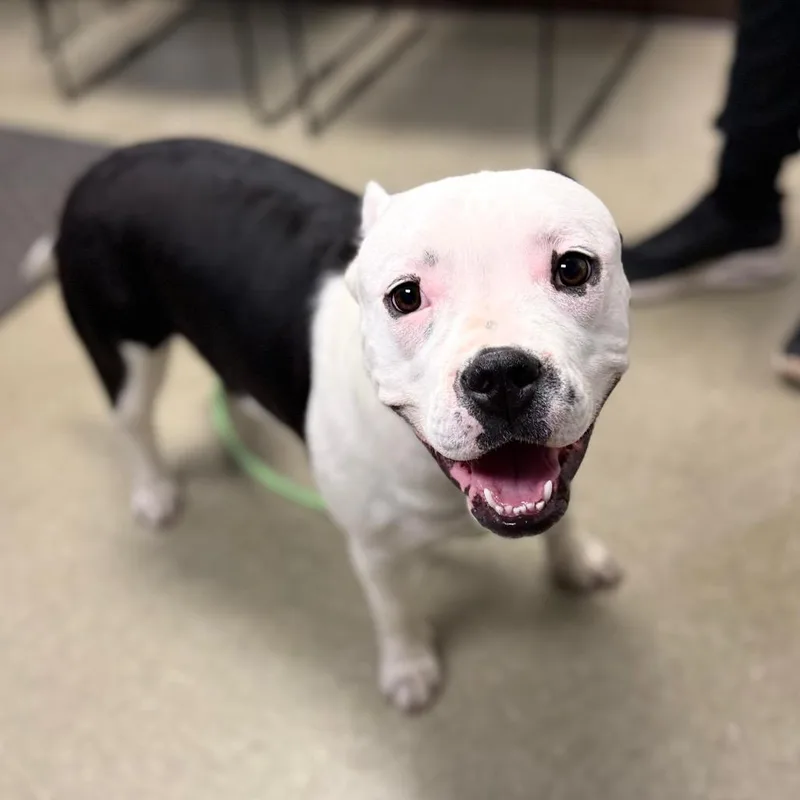 A young medium-sized female Black Mixed Breed dog named Pippa for adoption in Birdsboro, PA