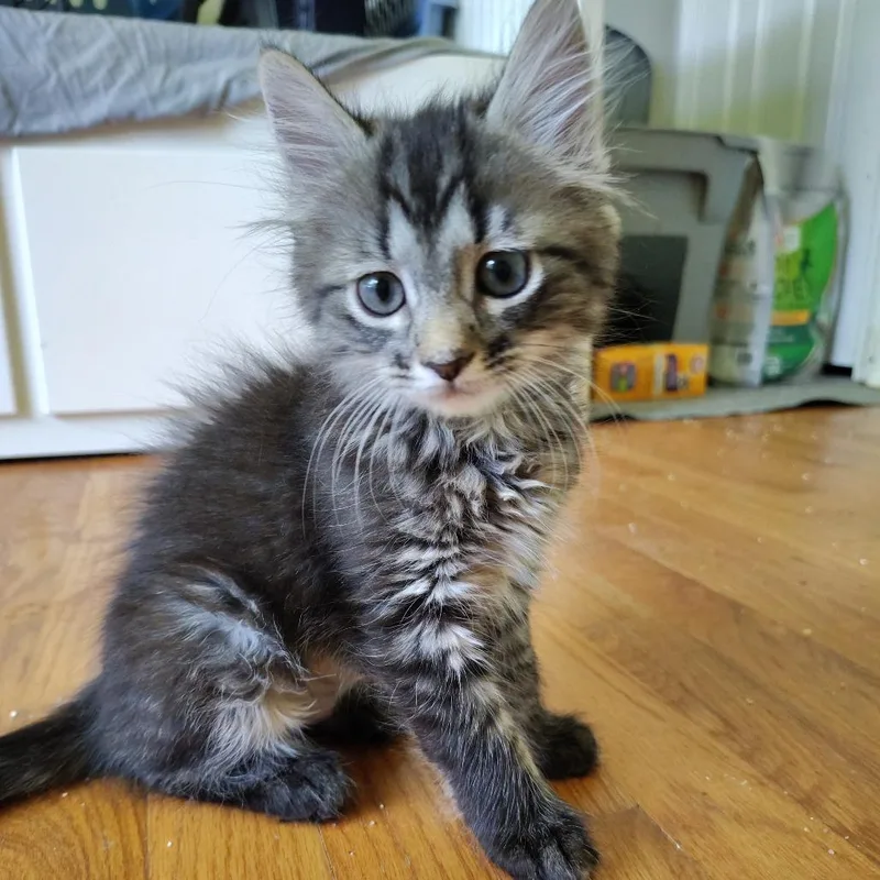 A baby small-sized female Domestic Short Hair cat named Hyacinth for adoption in Cumming, GA