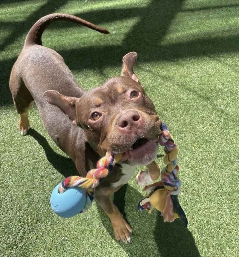 An adult medium-sized male American Bully dog named Alec for adoption in Tigard, OR