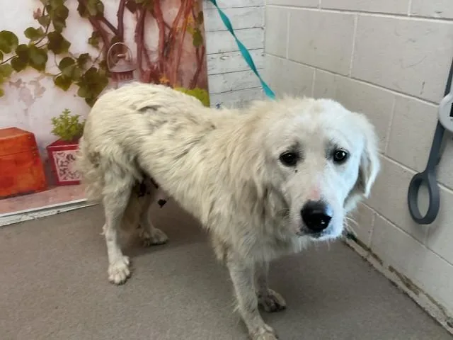 An adult large-sized female Great Pyrenees dog named Ava for adoption in San Bernardino, CA
