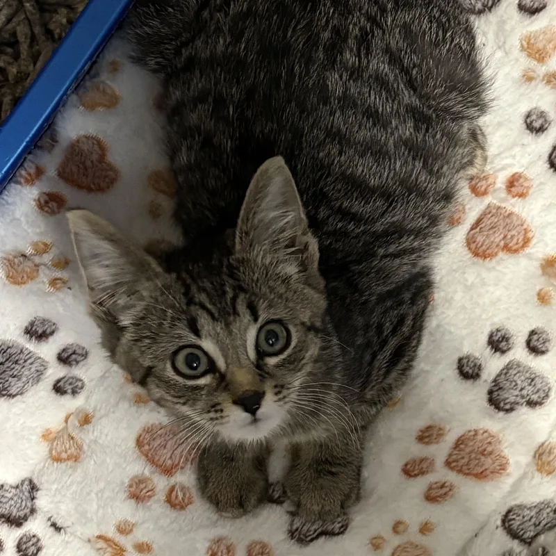 A baby medium-sized male Tabby (Buff / Tan / Fawn) Tabby cat named Herman for adoption in Roslyn Heights, NY