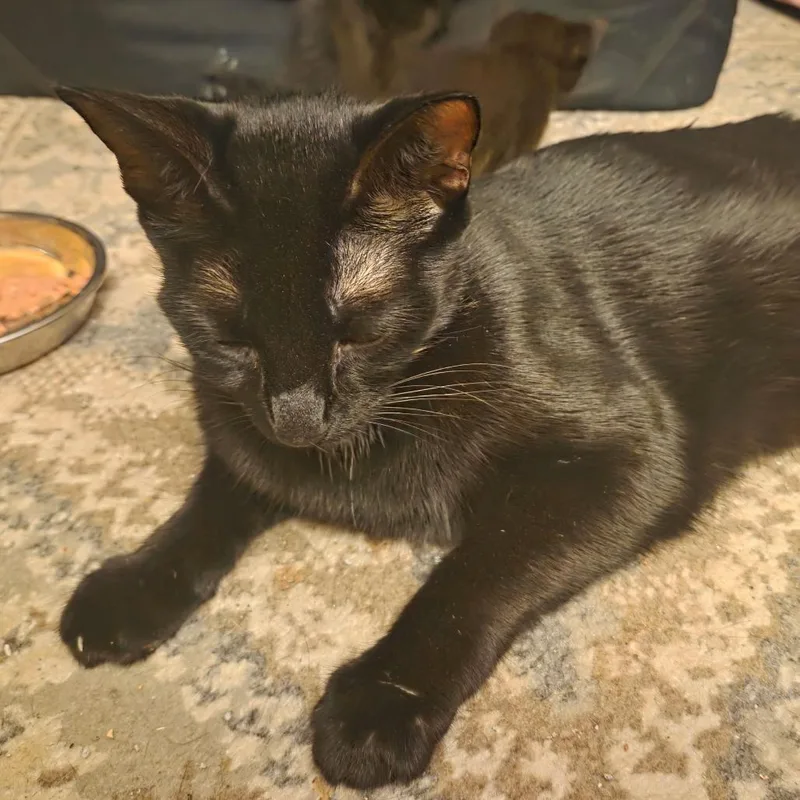 An adult small-sized female Black Domestic Short Hair cat named Licorice ARC for adoption in Akron, NY