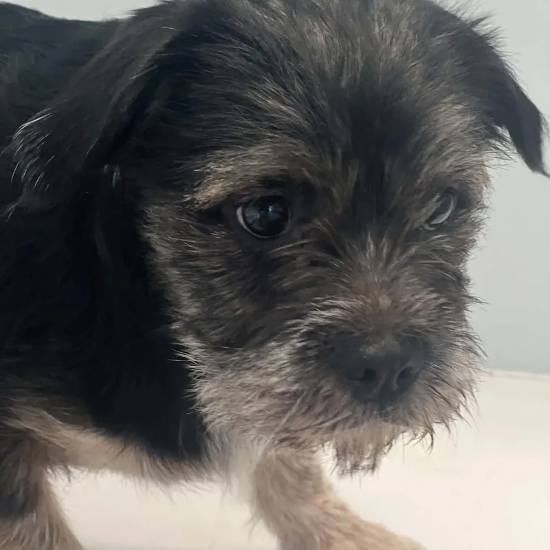 A baby small-sized female Apricot / Beige Terrier dog named Wish for adoption in Houston, TX