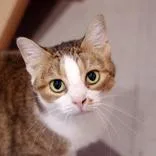 An adult medium-sized female Brown / Chocolate Domestic Short Hair cat named Moon Pie for adoption in Hilliard, OH