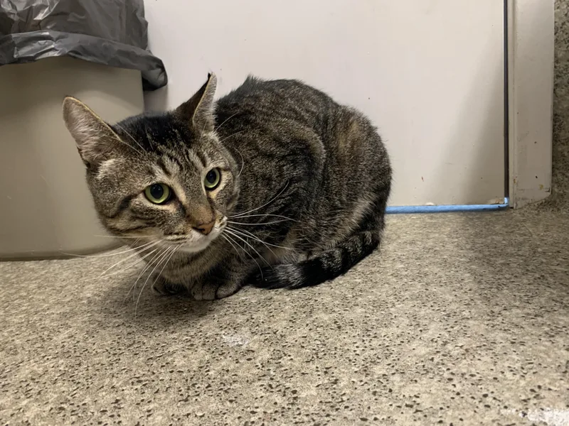 An adult medium-sized male Tabby (Brown / Chocolate) Domestic Short Hair cat named Chucky for adoption in Grass Valley, CA