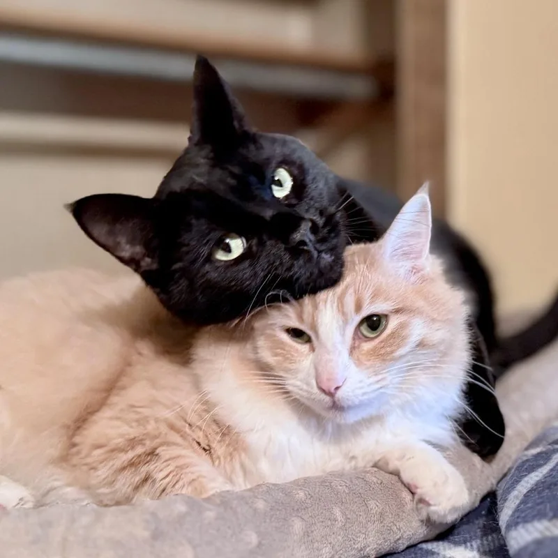 An adult large-sized male Black Domestic Short Hair cat named Finley for adoption in Springfield, OR