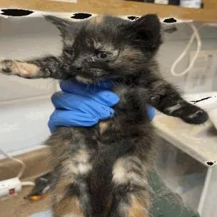 A baby small-sized female Domestic Short Hair cat named Smidgen for adoption in Largo, FL