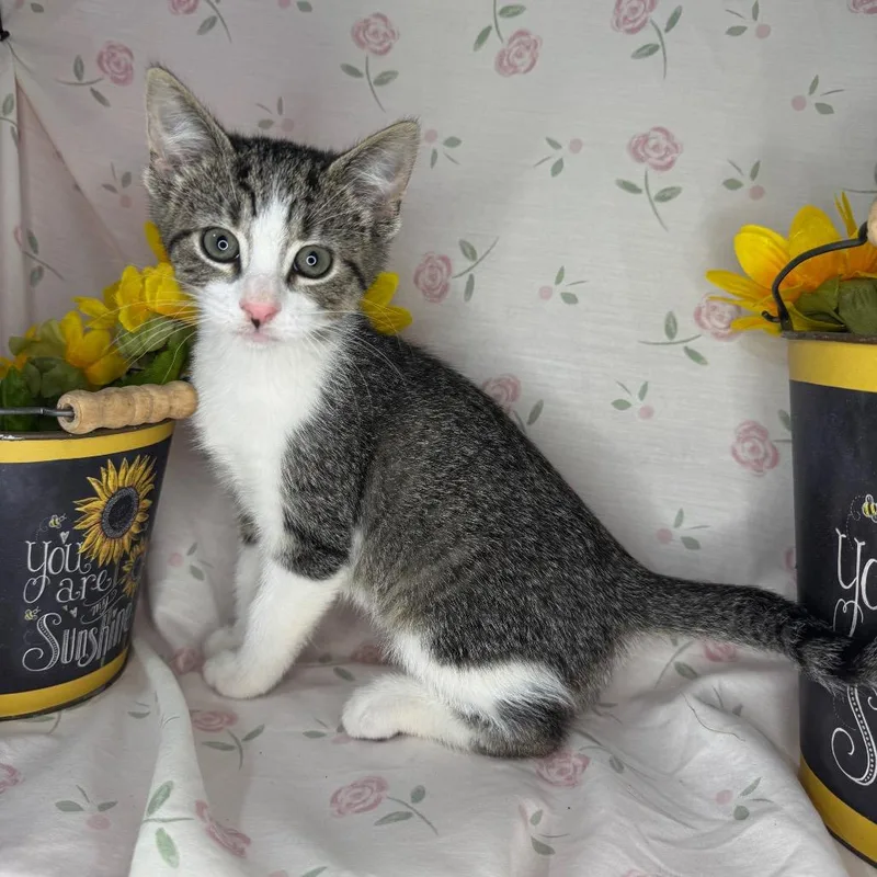 A baby small-sized male Buff / Tan / Fawn Domestic Short Hair cat named Alan for adoption in Mount Vernon, IL