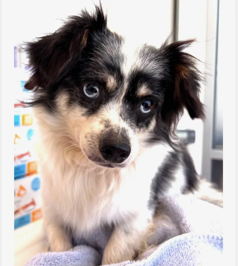 An adult small-sized male Pomeranian dog named Possum for adoption in Little Elm, TX