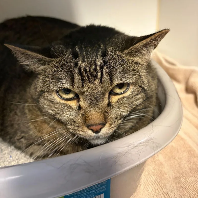 An adult extra large-sized female Brown / Chocolate Domestic Short Hair cat named Alice for adoption in Las Vegas, NV