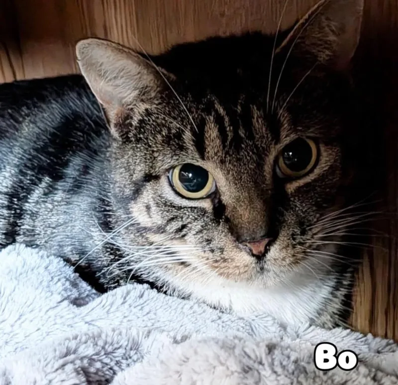 An adult small-sized male Domestic Short Hair cat named Bo for adoption in Gorham, ME
