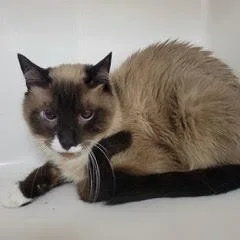 An adult medium-sized male Seal Point Siamese cat named Ollie for adoption in Green Valley, AZ
