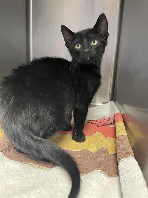 A baby small-sized male Domestic Short Hair cat named Carl for adoption in Santa Cruz, CA
