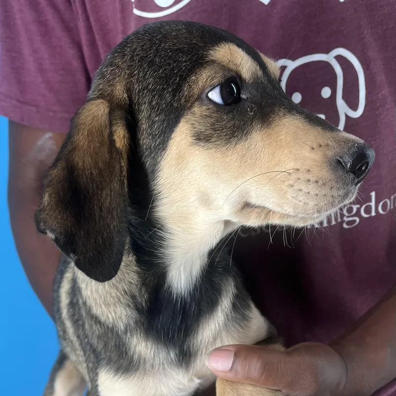 Denton  Local April thumbnail 2