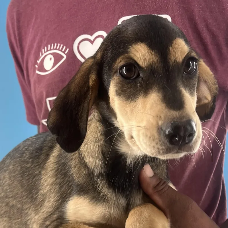 Denton  Local April thumbnail 3