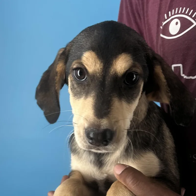 Denton  Local April thumbnail 4