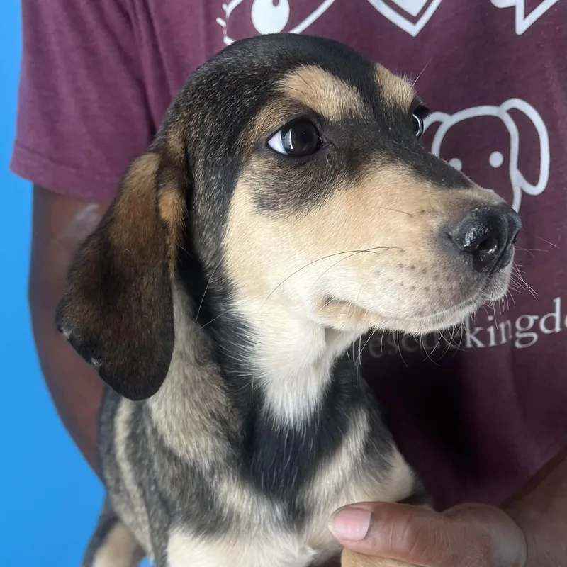 Denton  Local April thumbnail 5