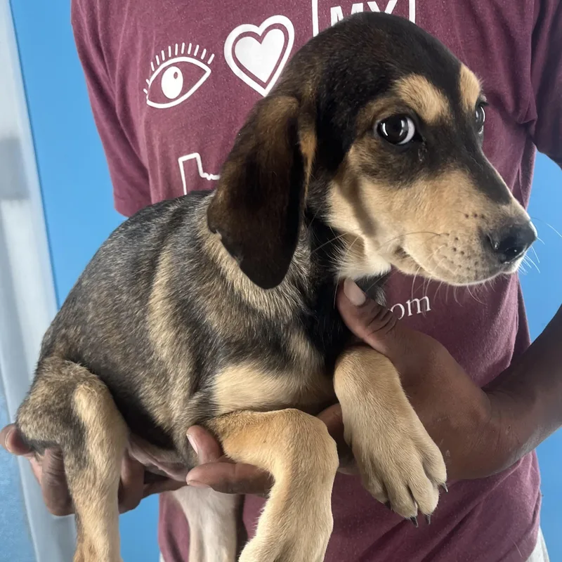 Denton  Local April thumbnail 6