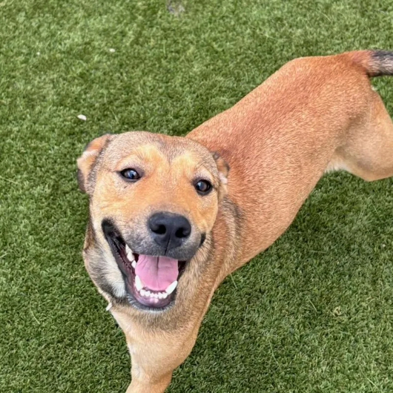 Handsome thumbnail 4