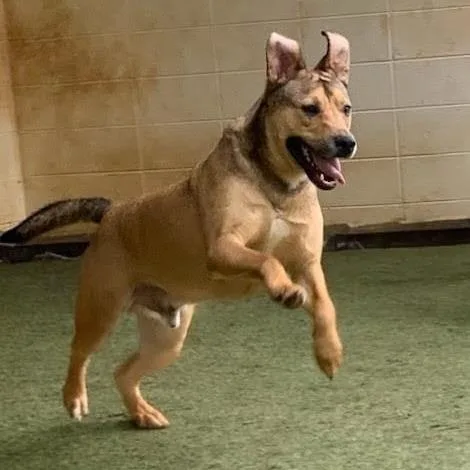 Handsome thumbnail 5