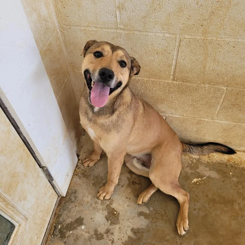 Handsome thumbnail 6