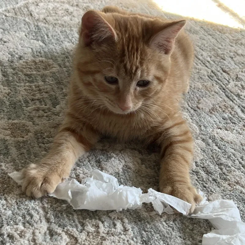 A baby small-sized male Orange / Red Domestic Short Hair cat named Wise Toby Flanderson for adoption in Abingdon, MD