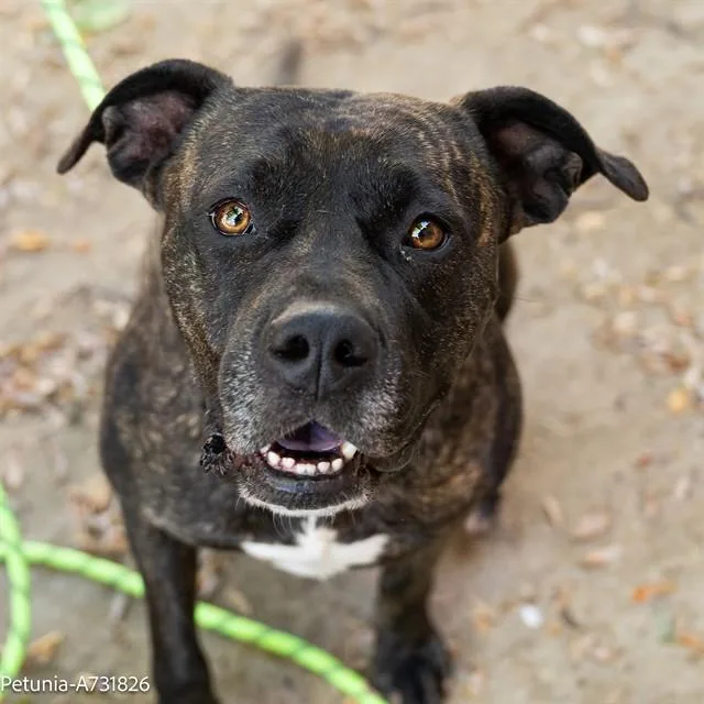 An adult large-sized female Pit Bull Terrier dog named Petunia for adoption in Sacramento, CA