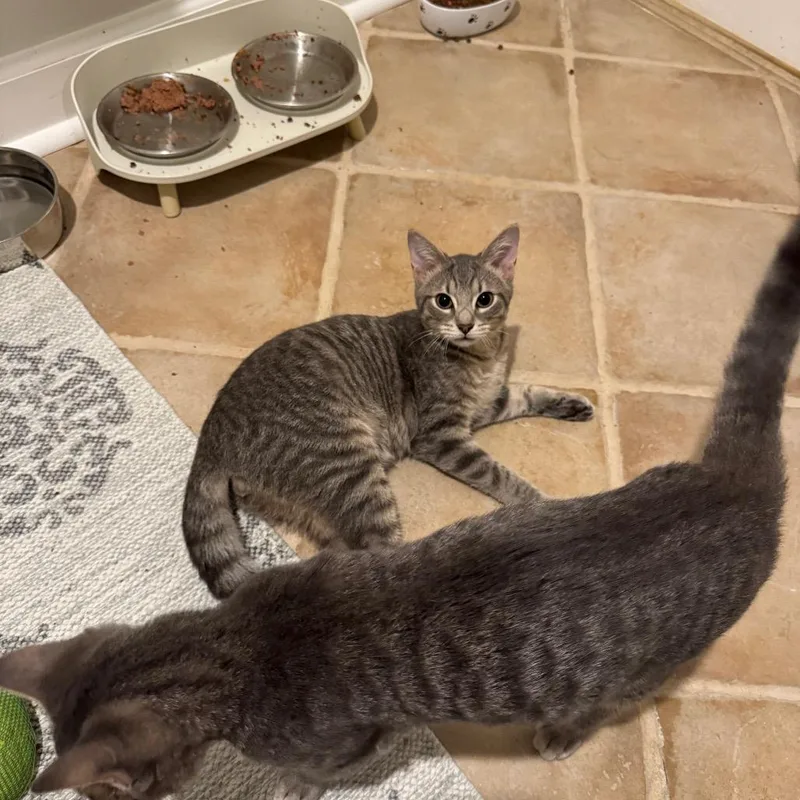 A baby medium-sized male Gray / Blue / Silver Domestic Short Hair cat named Daniel for adoption in Oakton, VA