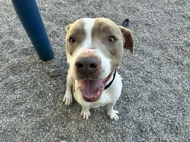 An adult medium-sized male Pit Bull Terrier dog named Apollo for adoption in Mesa, AZ