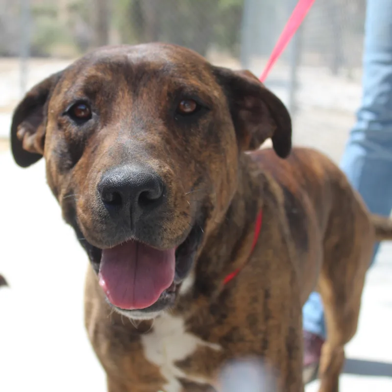 An adult large-sized female Brindle Pit Bull Terrier dog named Britney for adoption in Yucca Valley, CA