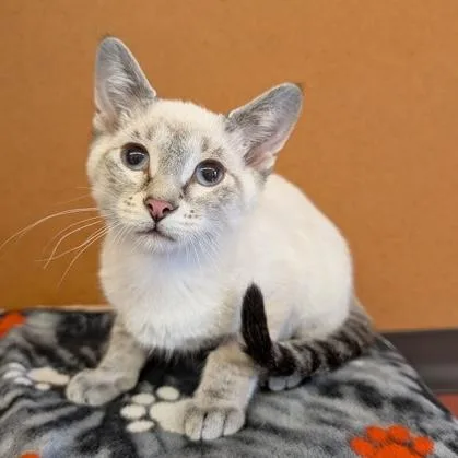 A baby small-sized male Cream / Ivory Siamese cat named Peanut for adoption in Rochester, MN