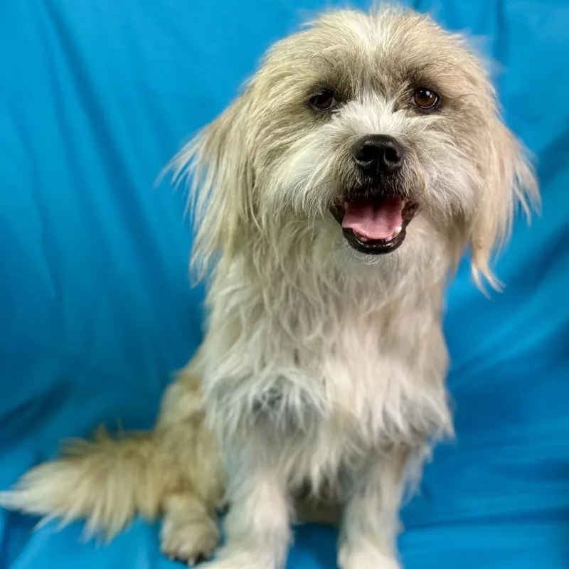 Max  Friendly Scruffball thumbnail 3