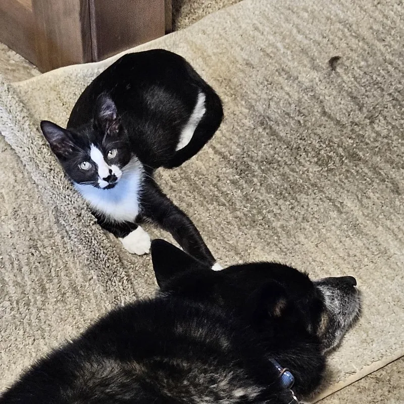 A baby small-sized female Black Domestic Short Hair cat named Josephine for adoption in Spokane, WA