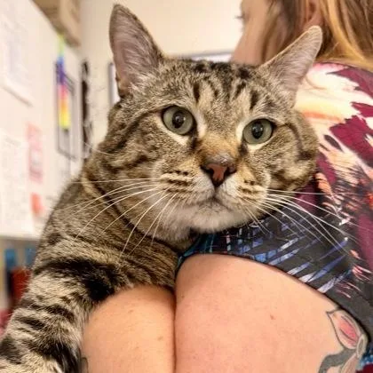 An adult large-sized male Tabby (Brown / Chocolate) Domestic Short Hair cat named Nudge for adoption in Athens, GA